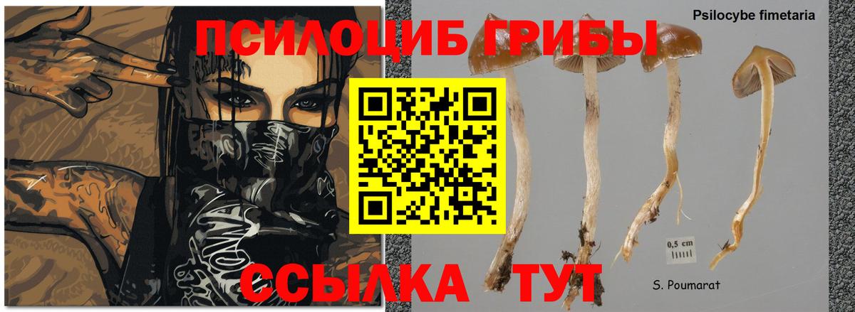 Галлюциногенные грибы Psilocybine cubensis  Вход с VPN  Галлюциногенные грибы MAGIC MUSHROOMS  Алейск 